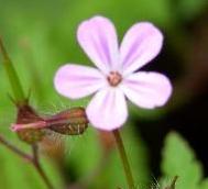 LINK TO A MONOGRAPH ON HERB ROBERT