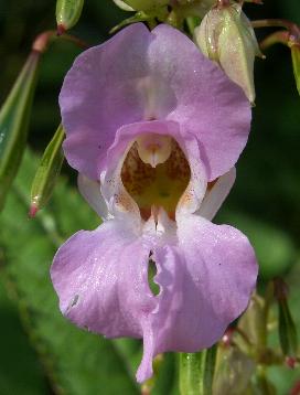 LINK TO A MONOGRAPH ON HIMALAYAN BALSAM