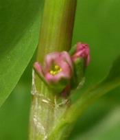 LINK TO A MONOGRAPH ON NORTHERN KNOTGRASS