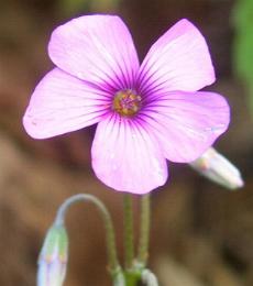 LINK TO A MONOGRAPH ON PALE PINK SORREL