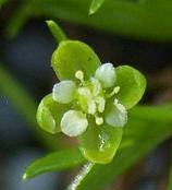 LINK TO A MONOGRAPH ON PEARLWORT