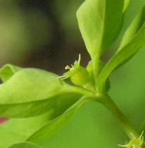 image of Euphorbia peplus flower