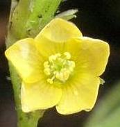 LINK TO A MONOGRAPH ON CREEPING WOOD SORREL