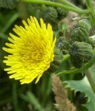 LINK TO A MONOGRAPH ON THE PRICKLY SOW-THISTLE