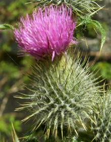 LINK TO A MONOGRAPH ON THE SPEAR THISTLE