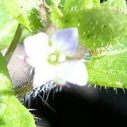 LINK TO A MONOGRAPH ON IVY-LEAVED SPEEDWELL
