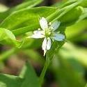 LINK TO A MONOGRAPH ON BOG STITCHWORT