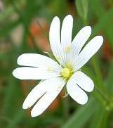 LINK TO A MONOGRAPH ON GREATER STITCHWORT