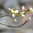 image of thale cress flower
