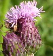 LINK TO A MONOGRAPH ON CREEPING THISTLE