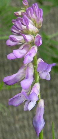 Pictures of Blue-purple Weed Flowers