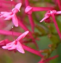 LINK TO A MONOGRAPH ON RED VALERIAN