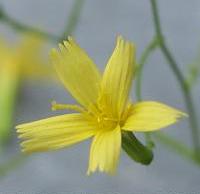 LINK TO A MONOGRAPH ON WALL LETTUCE