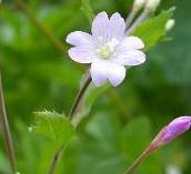 LINK TO A MONOGRAPH ON BROAD-LEAVED WILLOWHERB