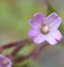 LINK TO A MONOGRAPH ON MARSH WILLOWHERB