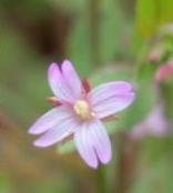 LINK TO A MONOGRAPH ON SHORT-FRUITED WILLOWHERB