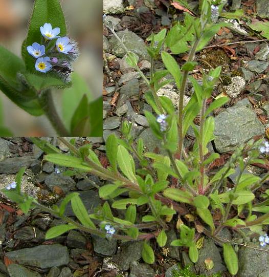 picture of Field Forget-me-not