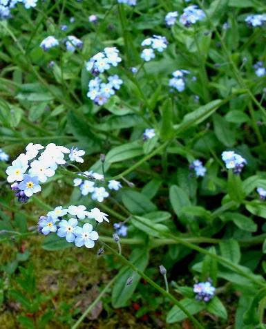 picture of True Forget-me-not