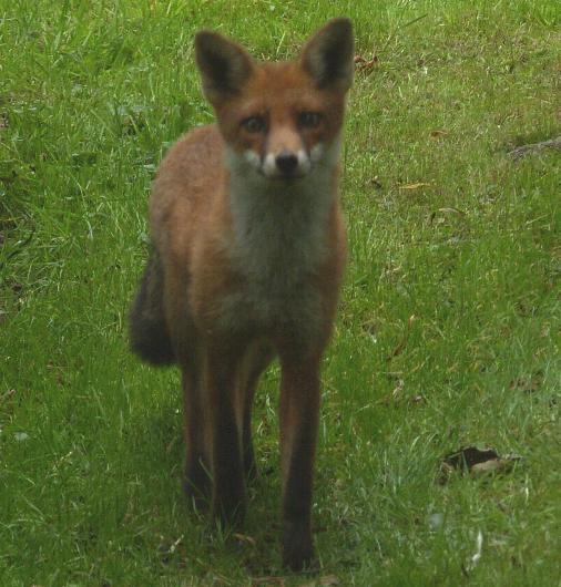 image of a red fox