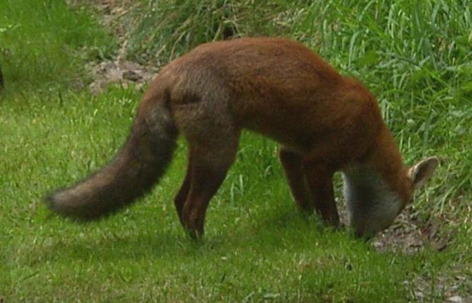 red fox with scar on hip