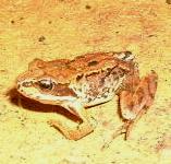 picture of a COMMON FROG click for more information