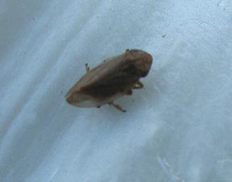 image of adult Froghopper