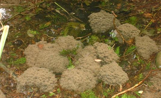 picture of frog spawn