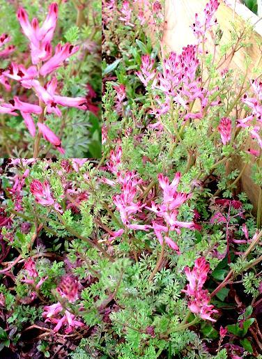 picture of COMMOM FUMITORY