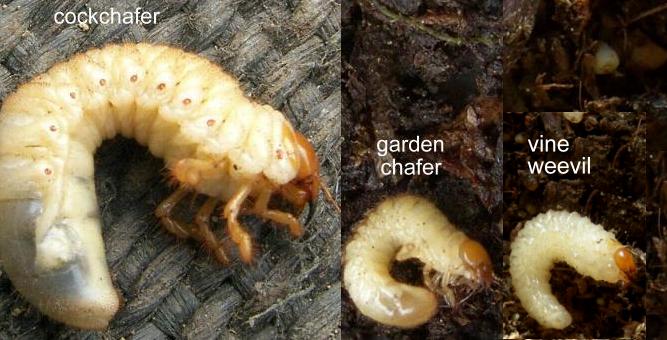 cockchafer vine weevil and garden chafer compared