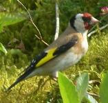 picture of a GOLDFINCH click for more information