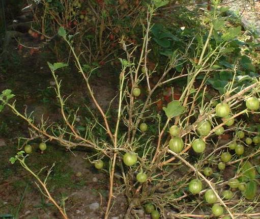 picture of defoliated gooseberry bush