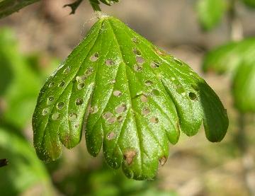 picture of early damage by emerging sawfly larvae