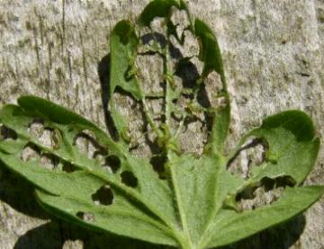 tiny larvae of the first instar