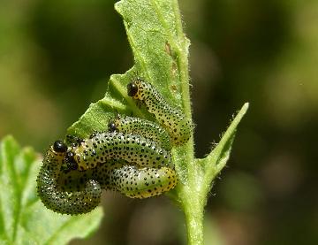 picture of gooseberry sawfly larvae