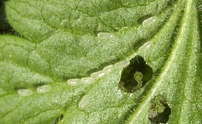 picture of Gooseberry Sawfly eggs and larvae