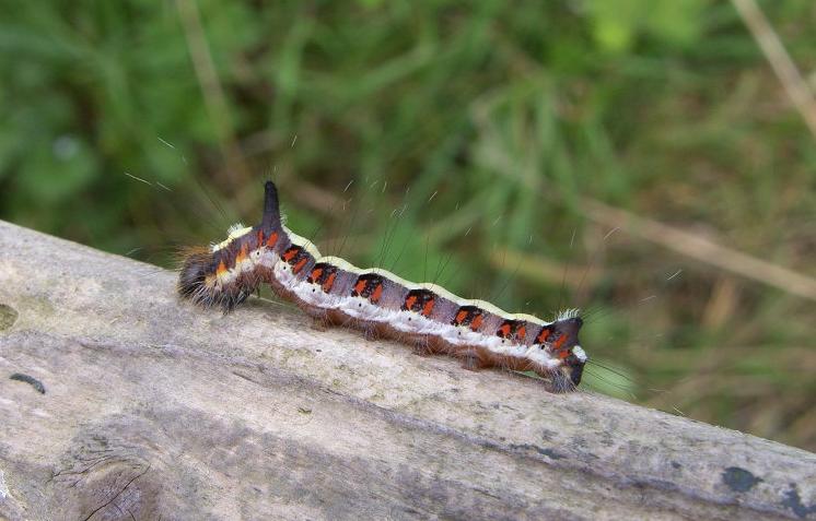 picture of a Grey Dagger Moth caterpillar