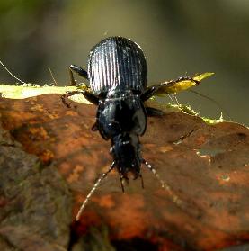 picture of a ground beetle