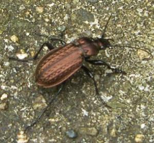 picture of a ground beetle