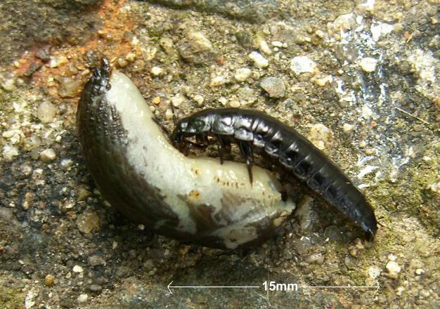 picture of a ground beetle larva