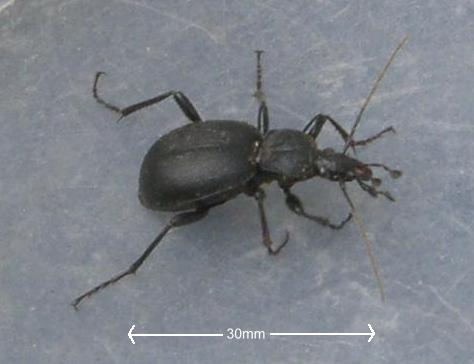 picture of a ground beetle