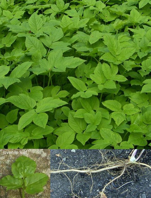 picture of GROUND-ELDER