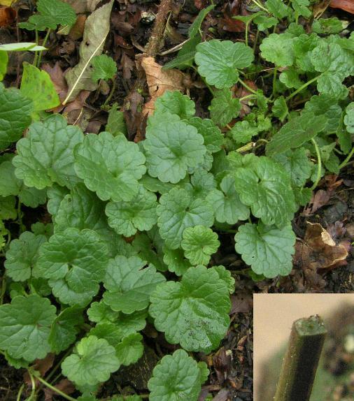 picture of Ground-ivy