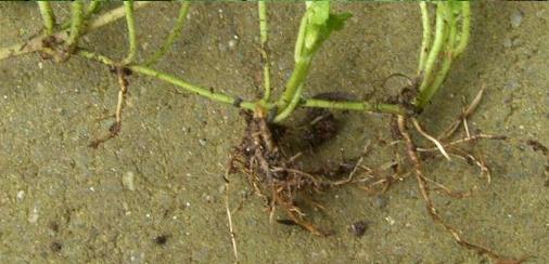 picture of Ground-ivy roots