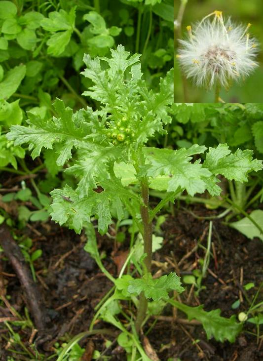 picture of GROUNDSEL