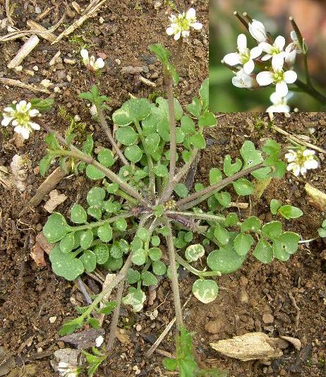 picture of HAIRY BITTERCRESS