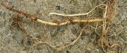 picture of Hedge Woundwort roots