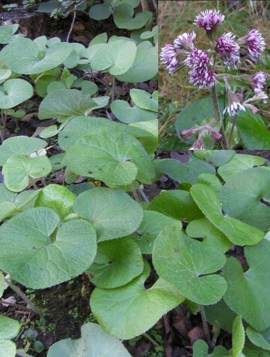 picture of winter heliotrope