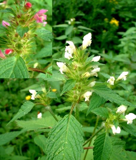 picture of Common Hemp-nettle