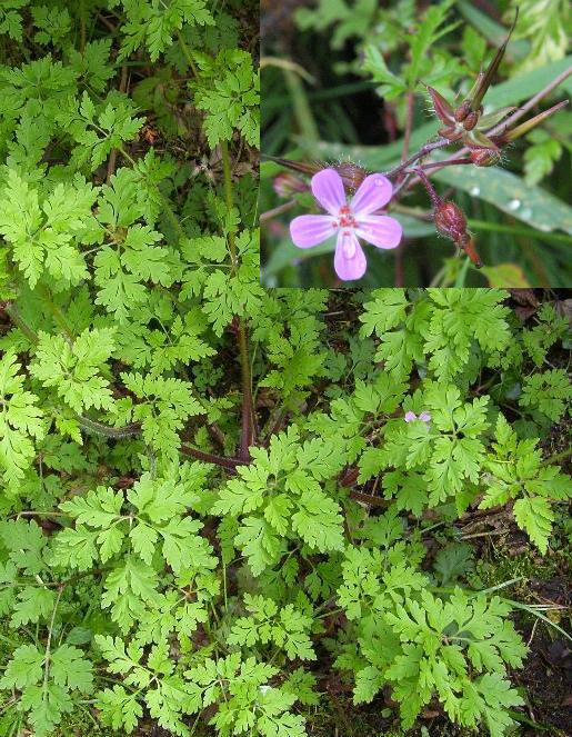 image of Herb Robert