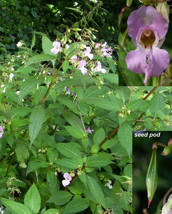 picture of Himalayan Balsam